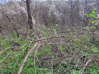 자연농원 순 강재옥님의 자유주제 · 자유게시판 작성글 사진