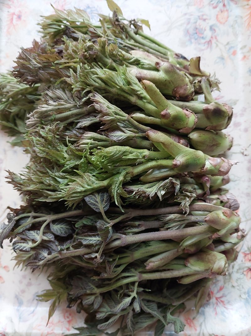 장터 상품 [자연산 두릅,다래순 ] 썸네일