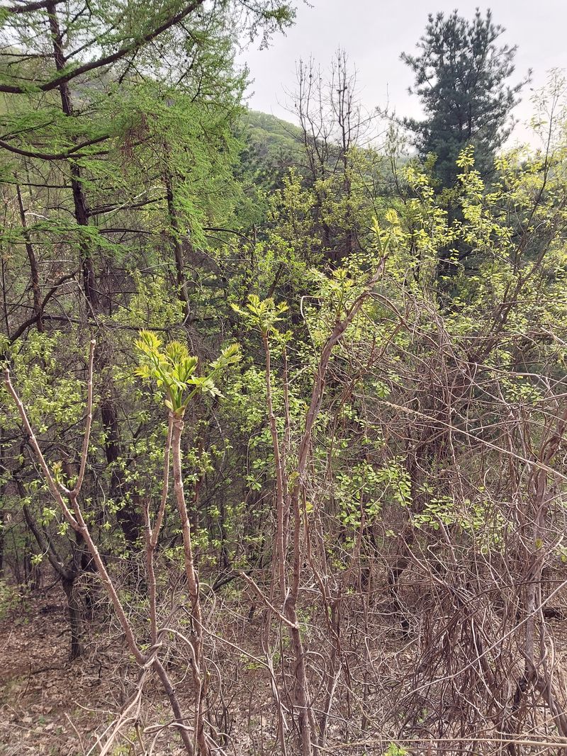 김봉호님의 장터 판매 상품 [자연산 두릅,다래순 ] 첨부 사진