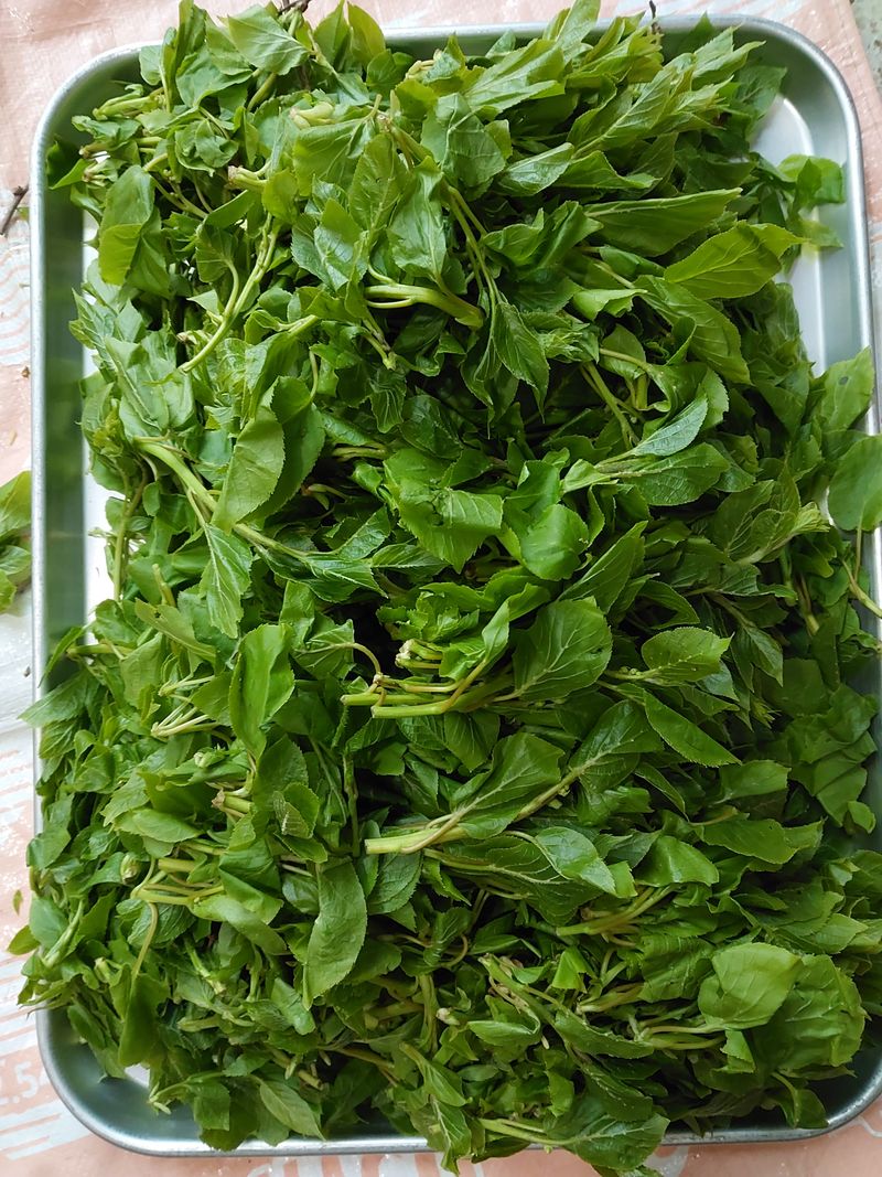 김봉호님의 장터 판매 상품 [자연산 두릅,다래순 ] 첨부 사진