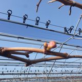 팜모닝 포도·자유게시판 게시글 이미지