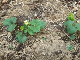 새리님의 기타작물 · 자유게시판 작성글 사진