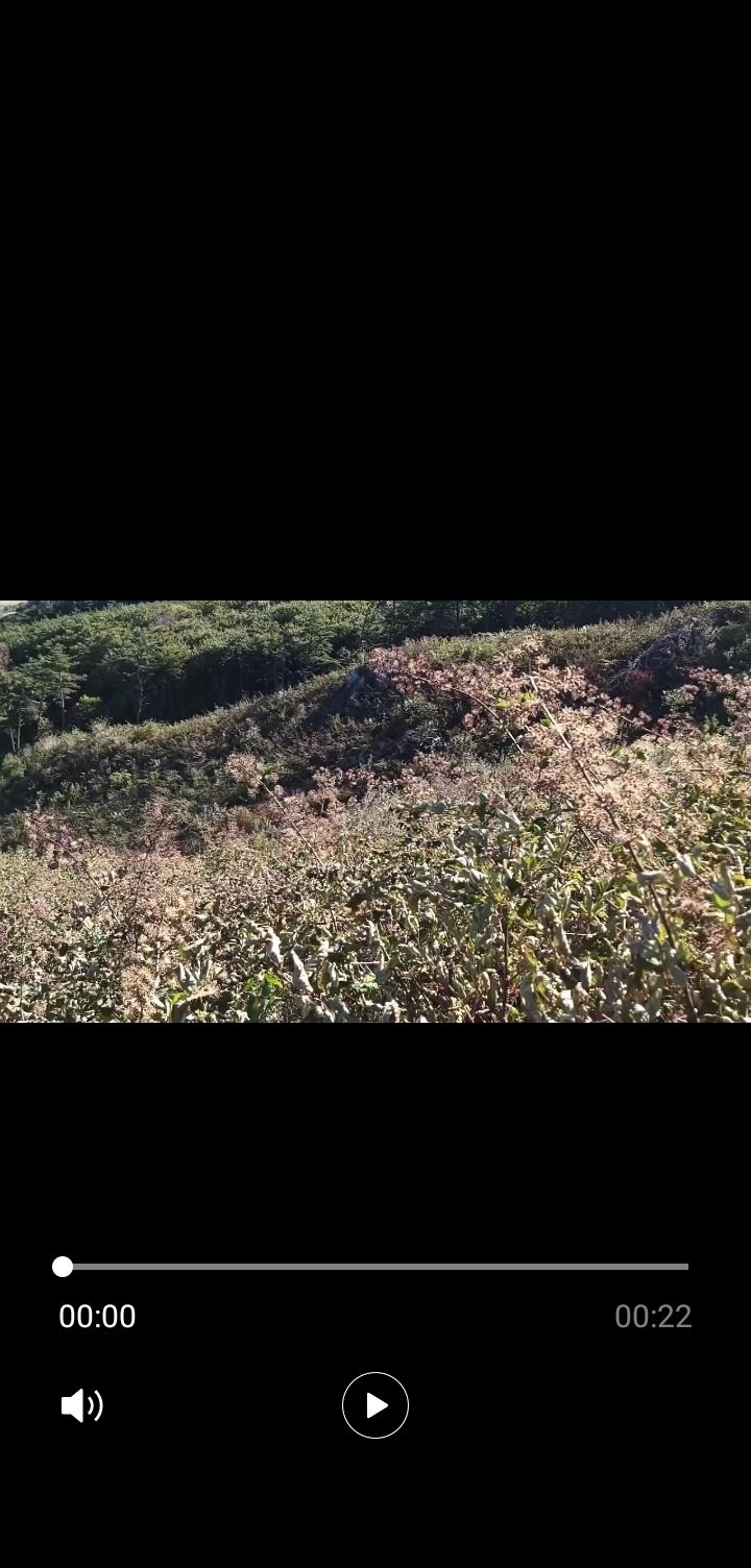 김종덕님의 장터 판매 상품 [야생 땅두릅모종2판[순]] 첨부 사진