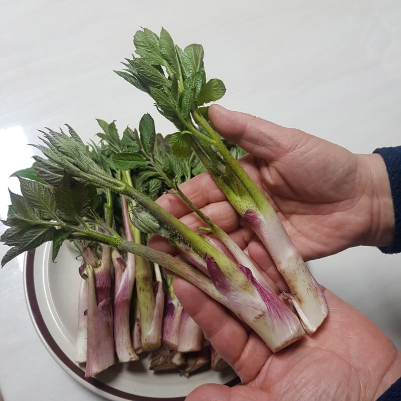 상근님의 장터 판매 상품 [(무료배송)땅두릅 두릅 500g, 1kg] 첨부 사진