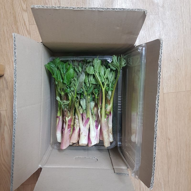 상근님의 장터 판매 상품 [(무료배송)땅두릅 두릅 500g, 1kg] 첨부 사진