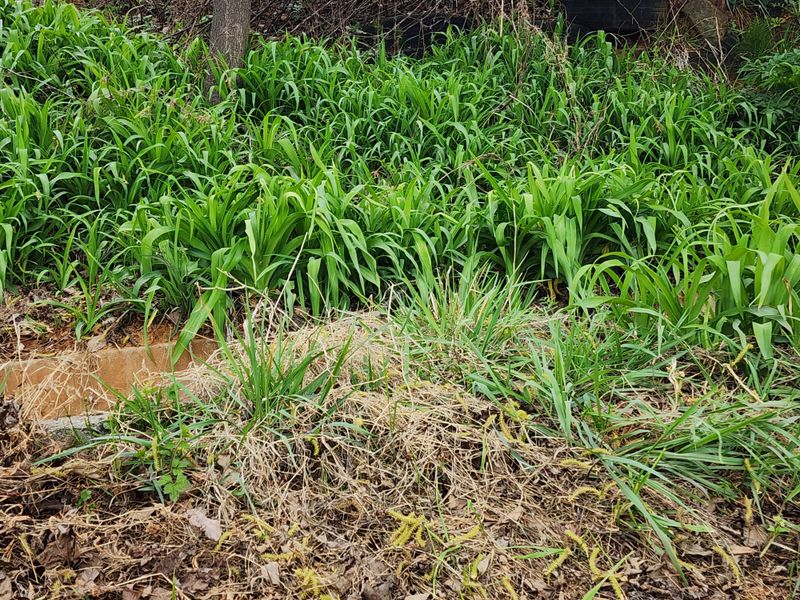 장터 상품 [원추리] 썸네일