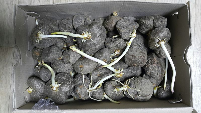 장터 상품 [싹난 열매마 종자 ~ 판매완료~] 썸네일