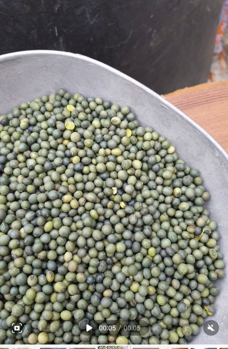 장터 상품 [콩나물콩 (수박태)종자 하실분1kg] 썸네일