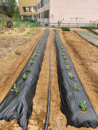 HYUN님의 기타작물 · 자유게시판 작성글 사진