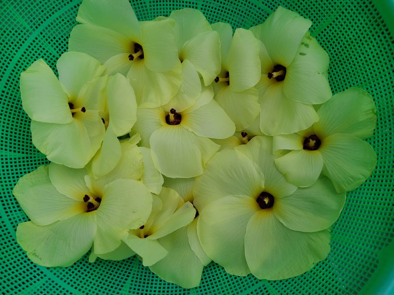 장터 상품 [금화규 씨앗 무료나눔] 썸네일