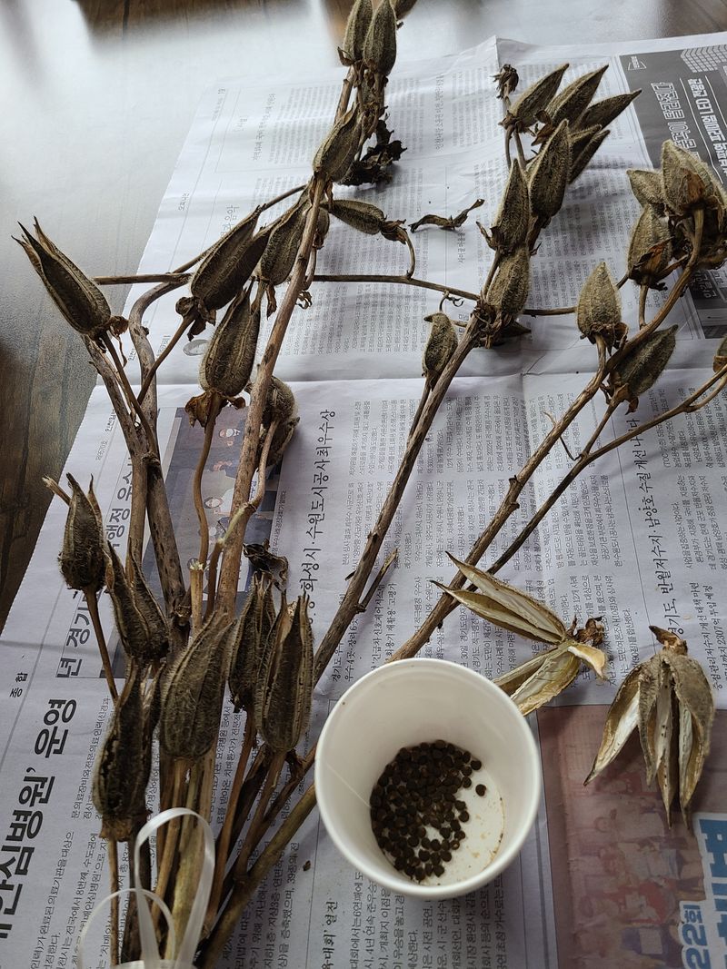 최안자님의 장터 판매 상품 [금화규 씨앗 무료나눔] 첨부 사진