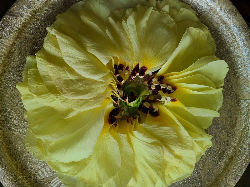 최안자님의 장터 판매 상품 [금화규 씨앗 무료나눔] 첨부 사진