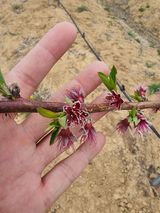 팜모닝 복숭아·자유게시판 게시글 이미지