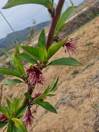 해찬들농원님의 복숭아 · 자유게시판 작성글 사진