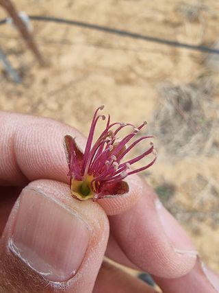 해찬들농원님의 복숭아 · 자유게시판 작성글 사진
