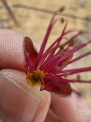 해찬들농원님의 복숭아 · 자유게시판 작성글 사진