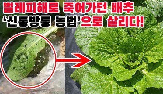 박근희님의 장터 판매 상품 [신통방통 내병+내충+토양개량+작물영양을 한번에!] 첨부 사진