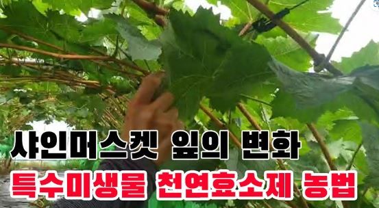 박근희님의 장터 판매 상품 [신통방통 내병+내충+토양개량+작물영양을 한번에!] 첨부 사진