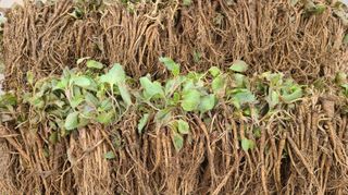 조병대님의 기타작물 · 자유게시판 작성글 사진