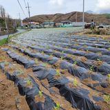 팜모닝 옥수수·자유게시판 게시글 이미지