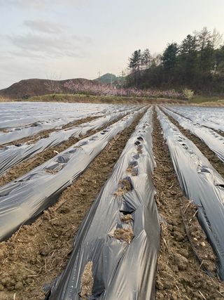 호저*윤정님의 감자 · 자유게시판 작성글 사진