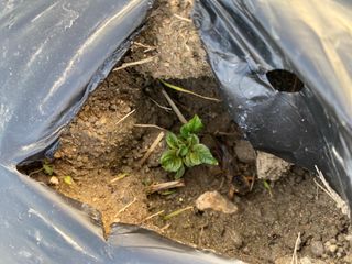 호저*윤정님의 감자 · 자유게시판 작성글 사진