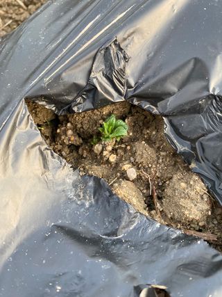 호저*윤정님의 감자 · 자유게시판 작성글 사진