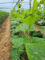 팜모닝 자유주제·자유게시판 게시글 이미지