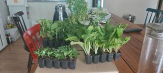 금산깻잎(최환용)님의 자유주제 · 자유게시판 작성글 사진