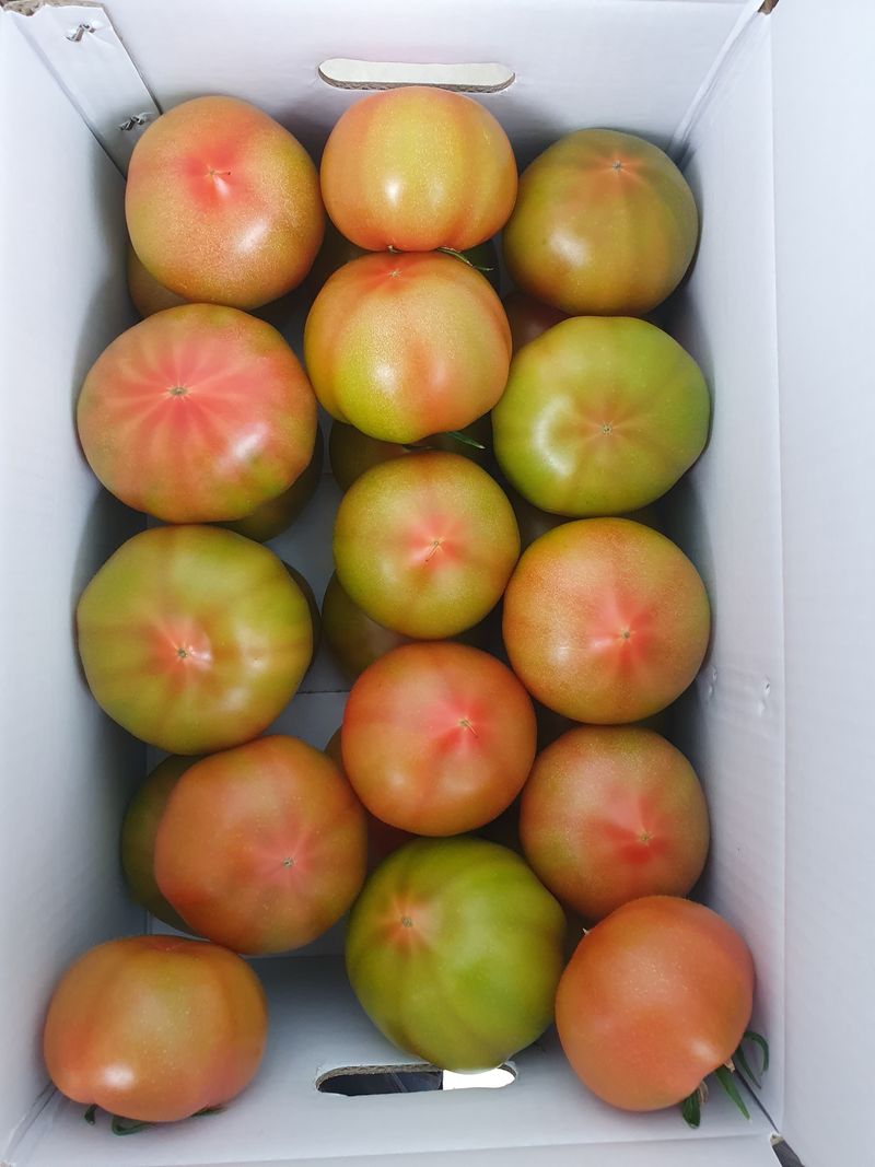 장터 상품 [완숙토마토 5kg] 썸네일