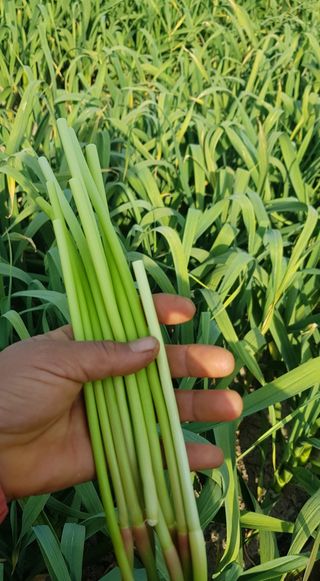 농사꾼 단비님의 자유주제 · 자유게시판 작성글 사진