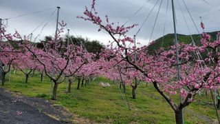 박우식님의 복숭아 · 자유게시판 작성글 사진