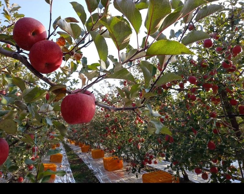 장터 상품 [🍎[산지직송] 안동꿀 사과 5kg / 10kg  [전국택배 가능]] 썸네일