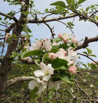 숲등농장 달밭사과님의 사과 · 일상 작성글 사진