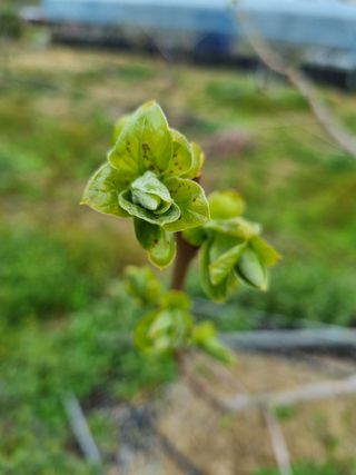 정동식님의 감 · 병해충상담 작성글 사진