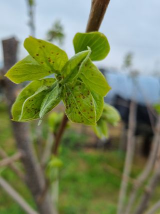정동식님의 감 · 병해충상담 작성글 사진