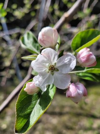 소망농장 아낙 님의 사과 · 일상 작성글 사진