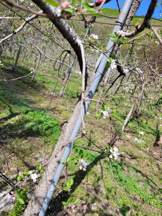 소망농장 아낙 님의 사과 · 일상 작성글 사진