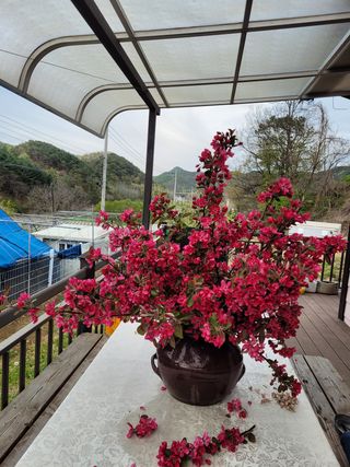 소망농장 아낙 님의 사과 · 일상 작성글 사진