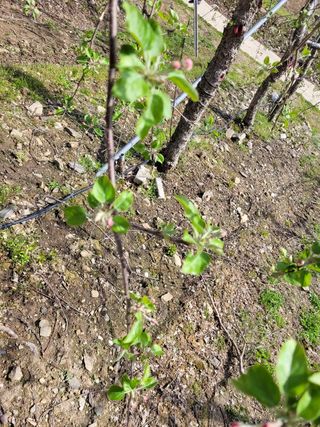 소망농장 아낙 님의 사과 · 일상 작성글 사진