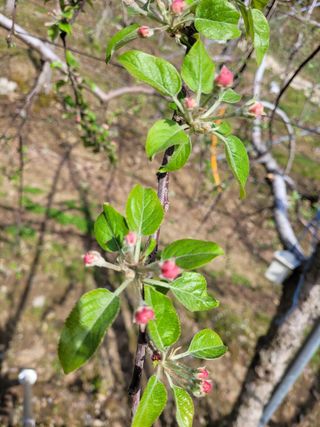 소망농장 아낙 님의 사과 · 일상 작성글 사진
