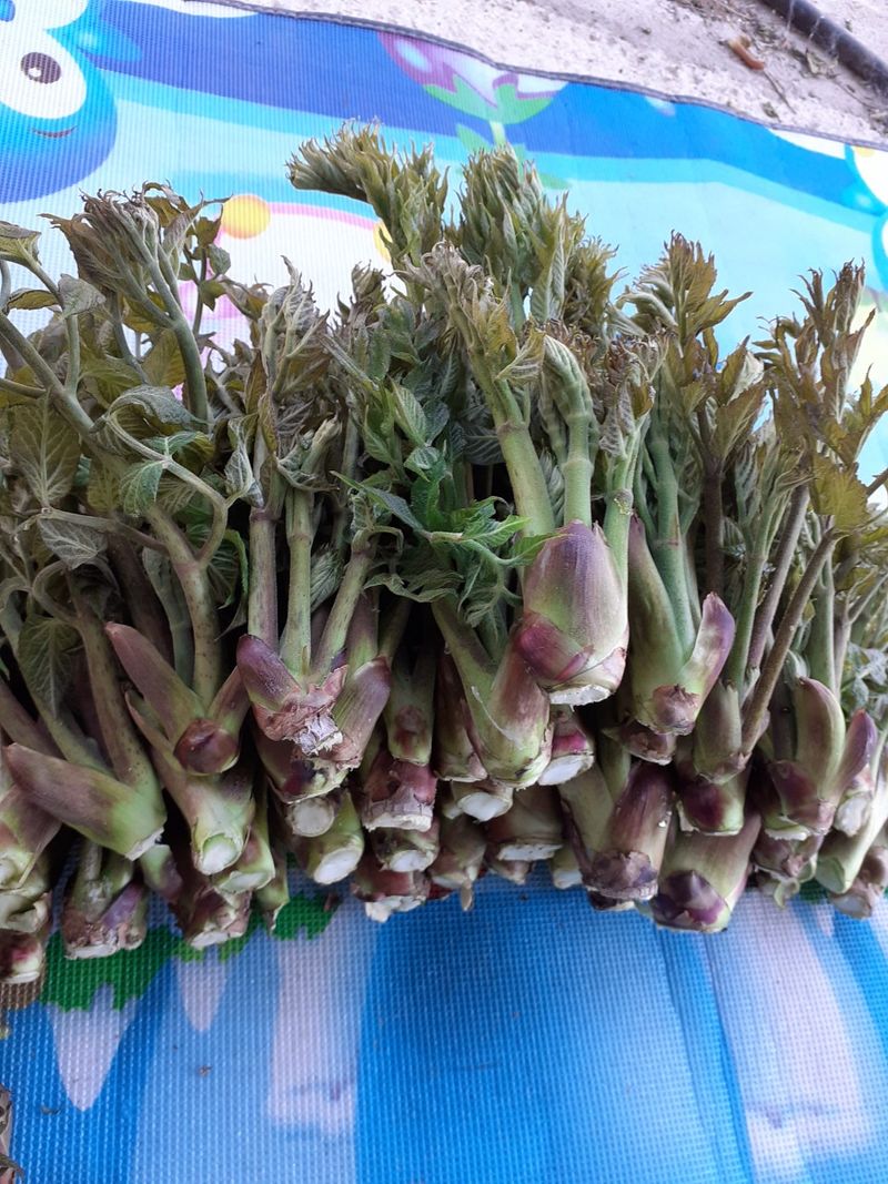 장터 상품 [자연산 참두릅1k] 썸네일