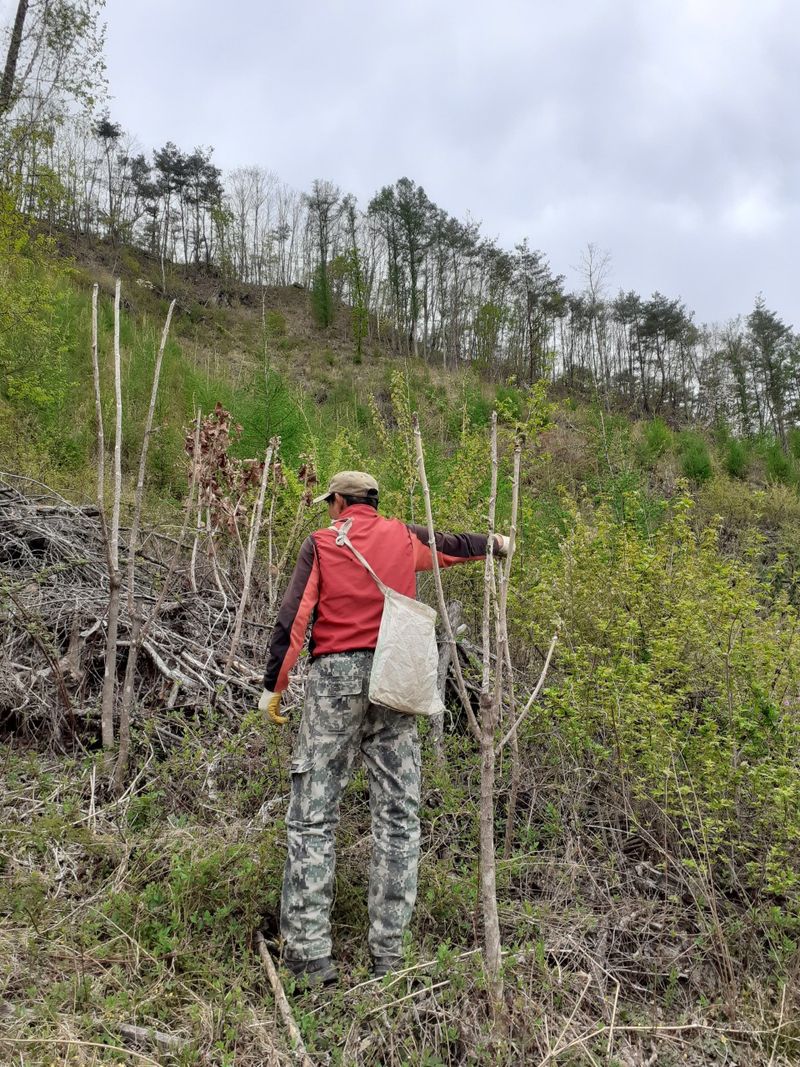 박성희님의 장터 판매 상품 [자연산 참두릅1k] 첨부 사진