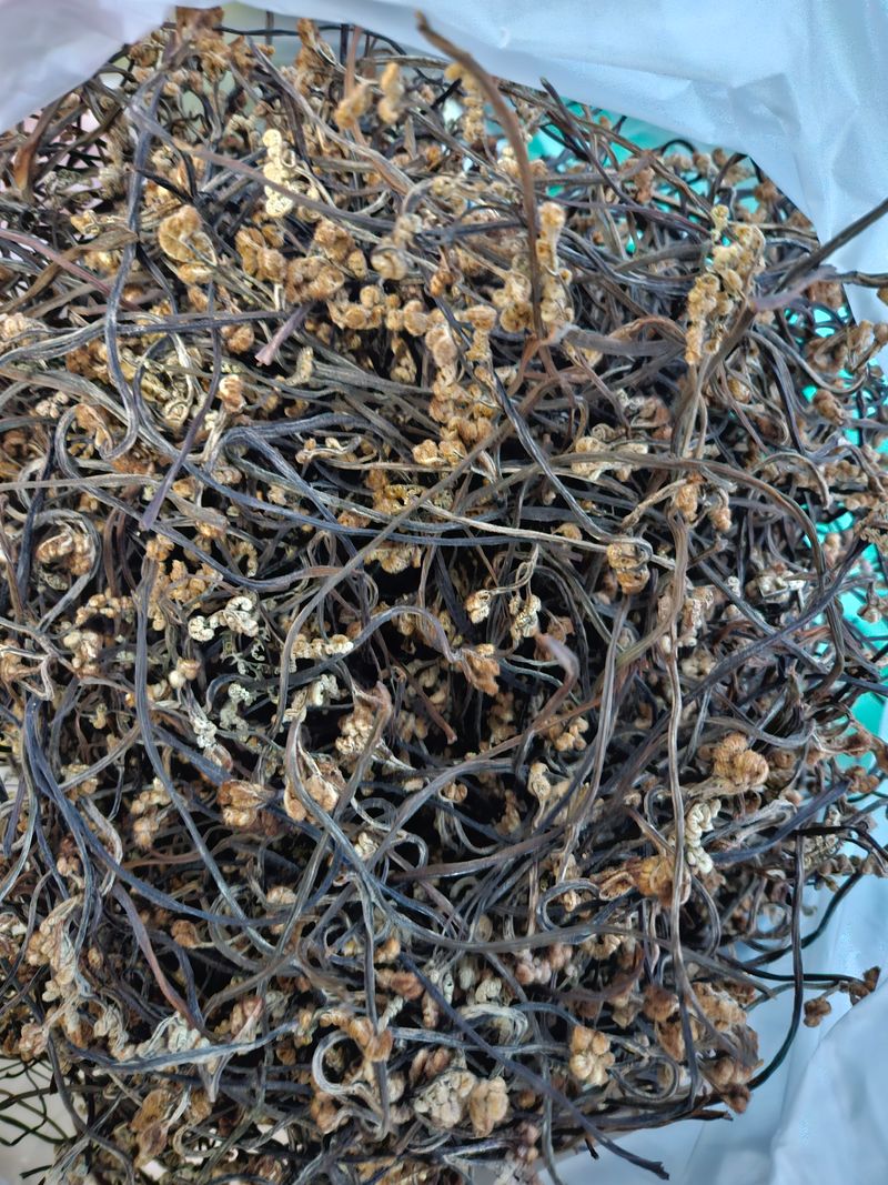 장터 상품 [말린산고사리한근] 썸네일