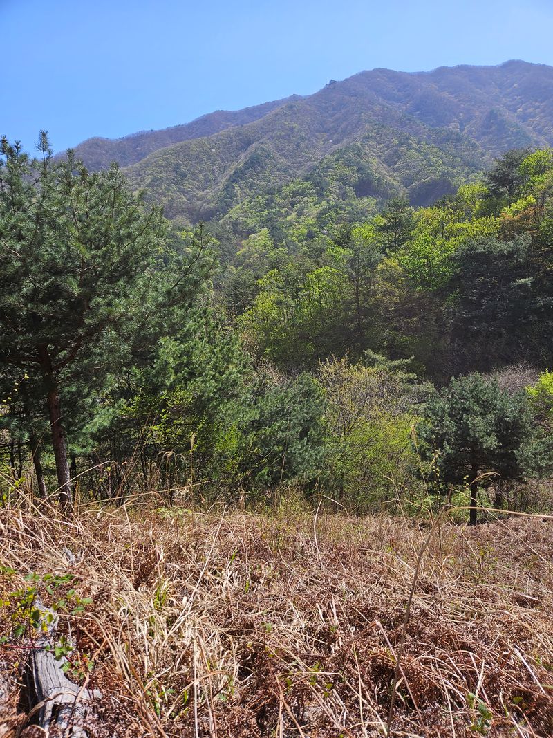 정완희 님의 장터 판매 상품 [말린산고사리한근] 첨부 사진