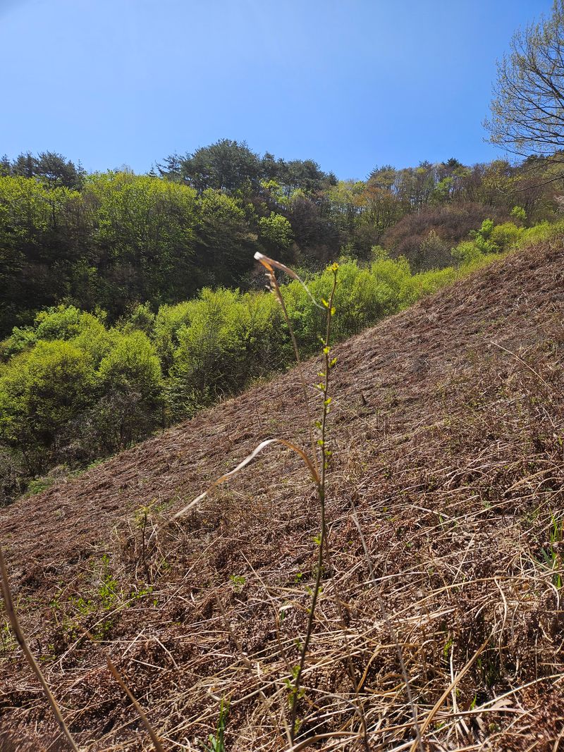 정완희 님의 장터 판매 상품 [말린산고사리한근] 첨부 사진