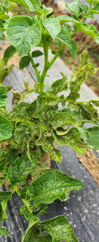 이성훈님의 감자 · 병해충상담 작성글 사진