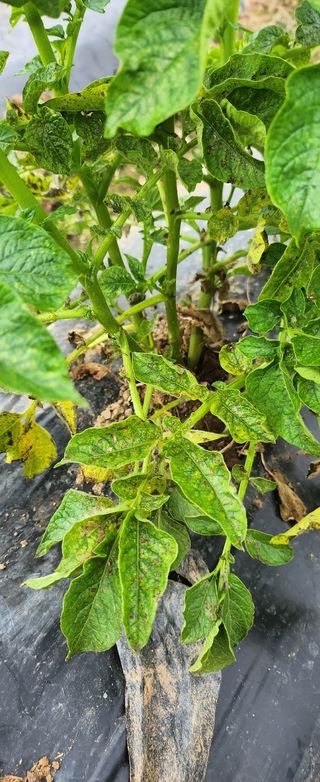 이성훈님의 감자 · 병해충상담 작성글 사진