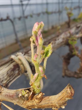 포도 청년님의 포도 · 자유게시판 작성글 사진