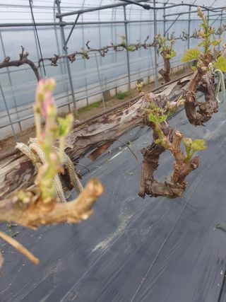 포도 청년님의 포도 · 자유게시판 작성글 사진